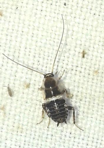 Planuncus vinzi